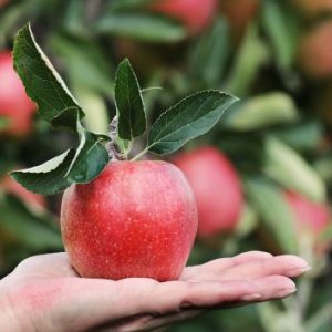 RACCOLTA DELLE MELE IN VAL DI NON & PIC NIC NEL MELETO