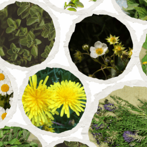 VIAGGIO A BRUNICO E DINTORNI TRA NATURA, CULTURA E FITOTERAPIA