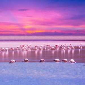 ALLA SCOPERTA DELLA CAMARGUE