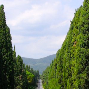 BOLGHERI E CASTAGNETO TRA POESIA E TRADIZIONE