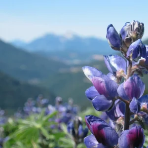 VAL DI FIEMME E BASSA ATESINA