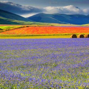 RASIGLIA, SPOLETO E FIORITURA DELLE LENTICCHIE NELLA PIANA DI CASTELLUCCIO
